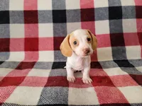 Milo, a male Miniature Dachshund for sale in Deltona, FL – 2 of 5