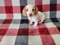 Milo, a male Miniature Dachshund for sale in Deltona, FL – 3 of 5
