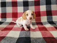 Milo, a male Miniature Dachshund for sale in Deltona, FL – 5 of 5