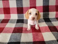 Milo, a male Miniature Dachshund for sale in Deltona, FL – 1 of 5