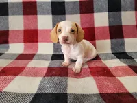 Milo, a male Miniature Dachshund for sale in Deltona, FL – 4 of 5