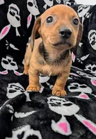 Grizzly , a male Miniature Dachshund for sale in Deltona, FL – 6 of 7