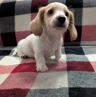 Luna, a female Miniature Dachshund for sale in Deltona, FL – 6 of 9