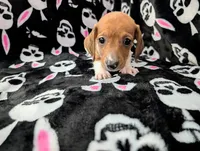 Keke, a female Miniature Dachshund for sale in Deltona, FL – 7 of 9