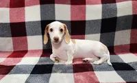Snowflake, a female Miniature Dachshund for sale in Deltona, FL – 1 of 6