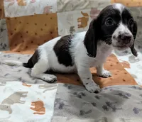 Ozzy, a male Miniature Dachshund for sale in Deltona, FL – 6 of 9
