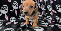 Grizzly , a male Miniature Dachshund for sale in Deltona, FL – 7 of 7