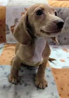 Stuart, a male Miniature Dachshund for sale in Deltona, FL – 4 of 5