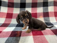 Zoey, a female Miniature Dachshund for sale in Deltona, FL – 4 of 7