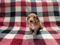 Caramel, a female Miniature Dachshund for sale in Deltona, FL – 4 of 5