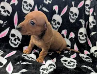 Maya, a female Miniature Dachshund for sale in Deltona, FL – 4 of 6