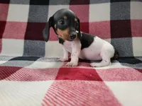 Arthur , a male Miniature Dachshund for sale in Deltona, FL – Photo 1 of 9