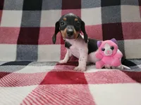 Arthur , a male Miniature Dachshund for sale in Deltona, FL – Photo 5 of 9