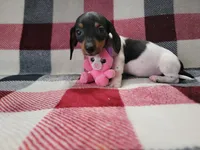 Arthur , a male Miniature Dachshund for sale in Deltona, FL – Photo 8 of 9