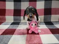 Arthur , a male Miniature Dachshund for sale in Deltona, FL – Photo 9 of 9