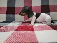 Arthur , a male Miniature Dachshund for sale in Deltona, FL – Photo 6 of 9