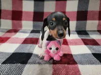 Arthur , a male Miniature Dachshund for sale in Deltona, FL – Photo 4 of 9