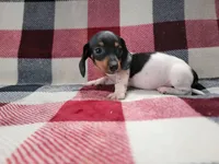 Arthur , a male Miniature Dachshund for sale in Deltona, FL – Photo 2 of 9