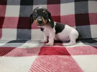 Arthur , a male Miniature Dachshund for sale in Deltona, FL – Photo 3 of 9