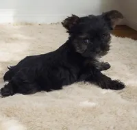 Rayray, a male Yorkshire Terrier for sale in Deltona, FL – 3 of 4
