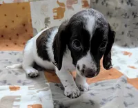 Ozzy, a male Miniature Dachshund for sale in Deltona, FL – 9 of 9