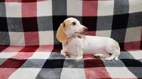 Snowflake, a female Miniature Dachshund for sale in Deltona, FL – 3 of 6
