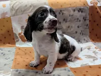 Ozzy, a male Miniature Dachshund for sale in Deltona, FL – 7 of 9