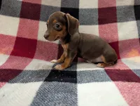 Mittens, a female Miniature Dachshund for sale in Deltona, FL – 3 of 7