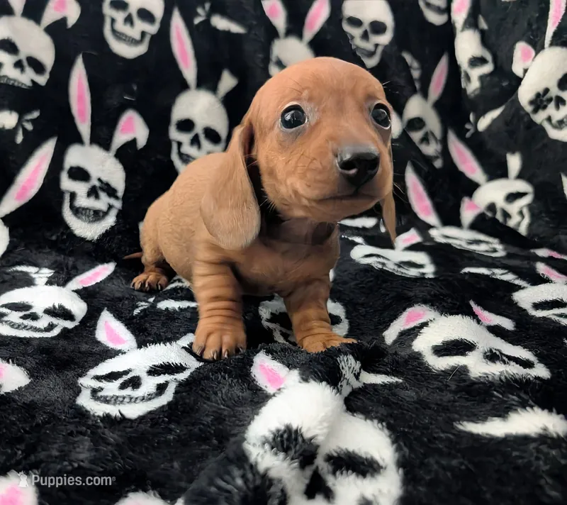 Maya – Miniature Dachshund puppy for sale in Deltona, FL