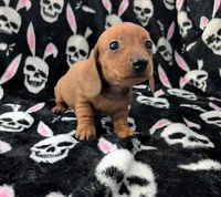 Maya, a female Miniature Dachshund for sale in Deltona, FL – 1 of 6