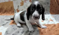 Ozzy, a male Miniature Dachshund for sale in Deltona, FL – 2 of 9