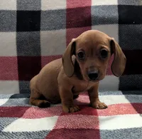 Grizzly, a male Miniature Dachshund for sale in Deltona, FL – 2 of 7