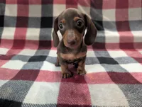 Brownie , a male Miniature Dachshund for sale in Deltona, FL – 3 of 5