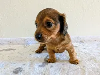 Mossy Oak, a male Miniature Dachshund for sale in Deltona, FL – Photo 10 of 10