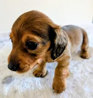 Mossy Oak, a male Miniature Dachshund for sale in Deltona, FL – Photo 3 of 10