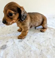 Mossy Oak, a male Miniature Dachshund for sale in Deltona, FL – Photo 6 of 10