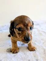 Mossy Oak, a male Miniature Dachshund for sale in Deltona, FL – Photo 4 of 10