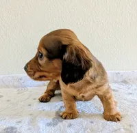 Mossy Oak, a male Miniature Dachshund for sale in Deltona, FL – Photo 8 of 10