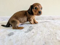 Mossy Oak, a male Miniature Dachshund for sale in Deltona, FL – Photo 9 of 10