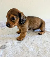 Mossy Oak, a male Miniature Dachshund for sale in Deltona, FL – Photo 7 of 10
