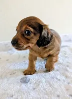 Mossy Oak, a male Miniature Dachshund for sale in Deltona, FL – Photo 2 of 10