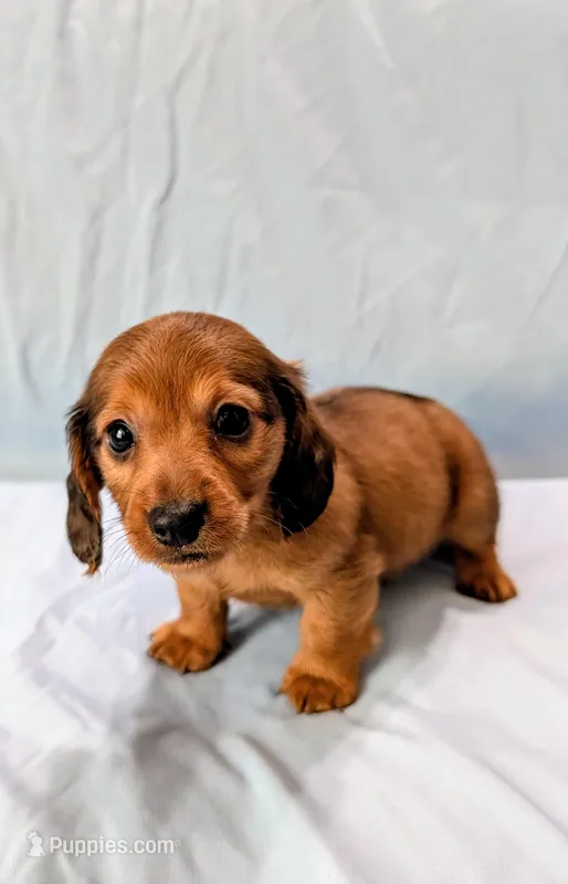 Mossy Oak – Miniature Dachshund puppy for sale in Deltona, FL