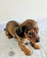 Mossy Oak, a male Miniature Dachshund for sale in Deltona, FL – Photo 5 of 10