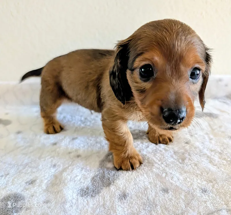 Mossy Oak – Miniature Dachshund puppy for sale in Deltona, FL