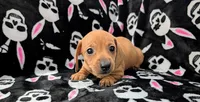 Eddie, a male Miniature Dachshund for sale in Deltona, FL – 3 of 5
