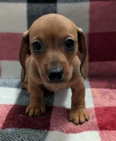 Grizzly, a male Miniature Dachshund for sale in Deltona, FL – 6 of 7