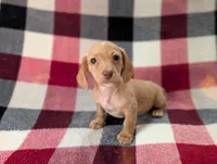 Bob, a female Miniature Dachshund for sale in Deltona, FL – 4 of 6