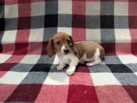 Cinnabun , a female Miniature Dachshund for sale in Deltona, FL – 2 of 6