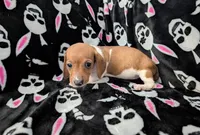 Keke, a female Miniature Dachshund for sale in Deltona, FL – 3 of 9