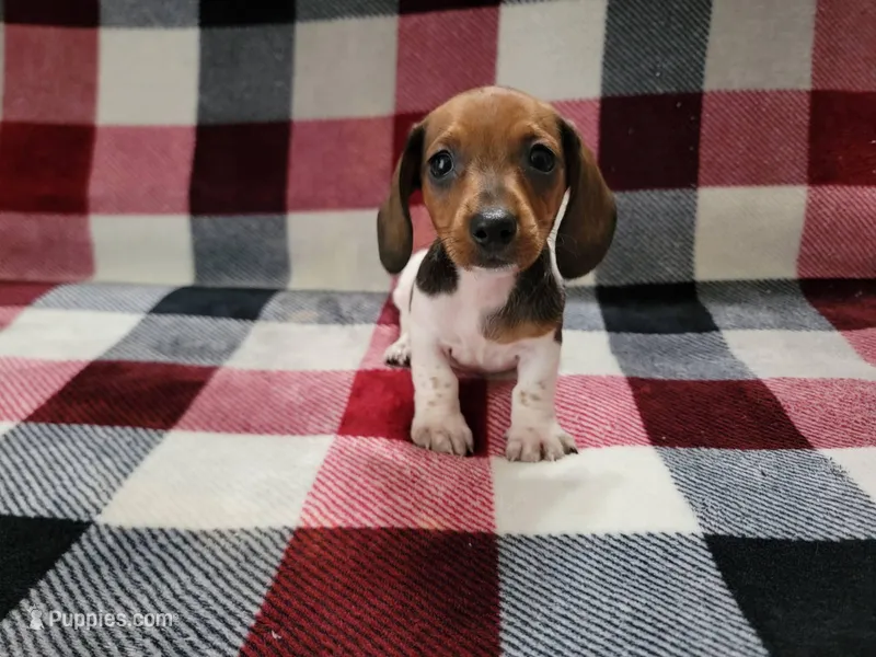 Bandit – Miniature Dachshund puppy for sale in Deltona, FL